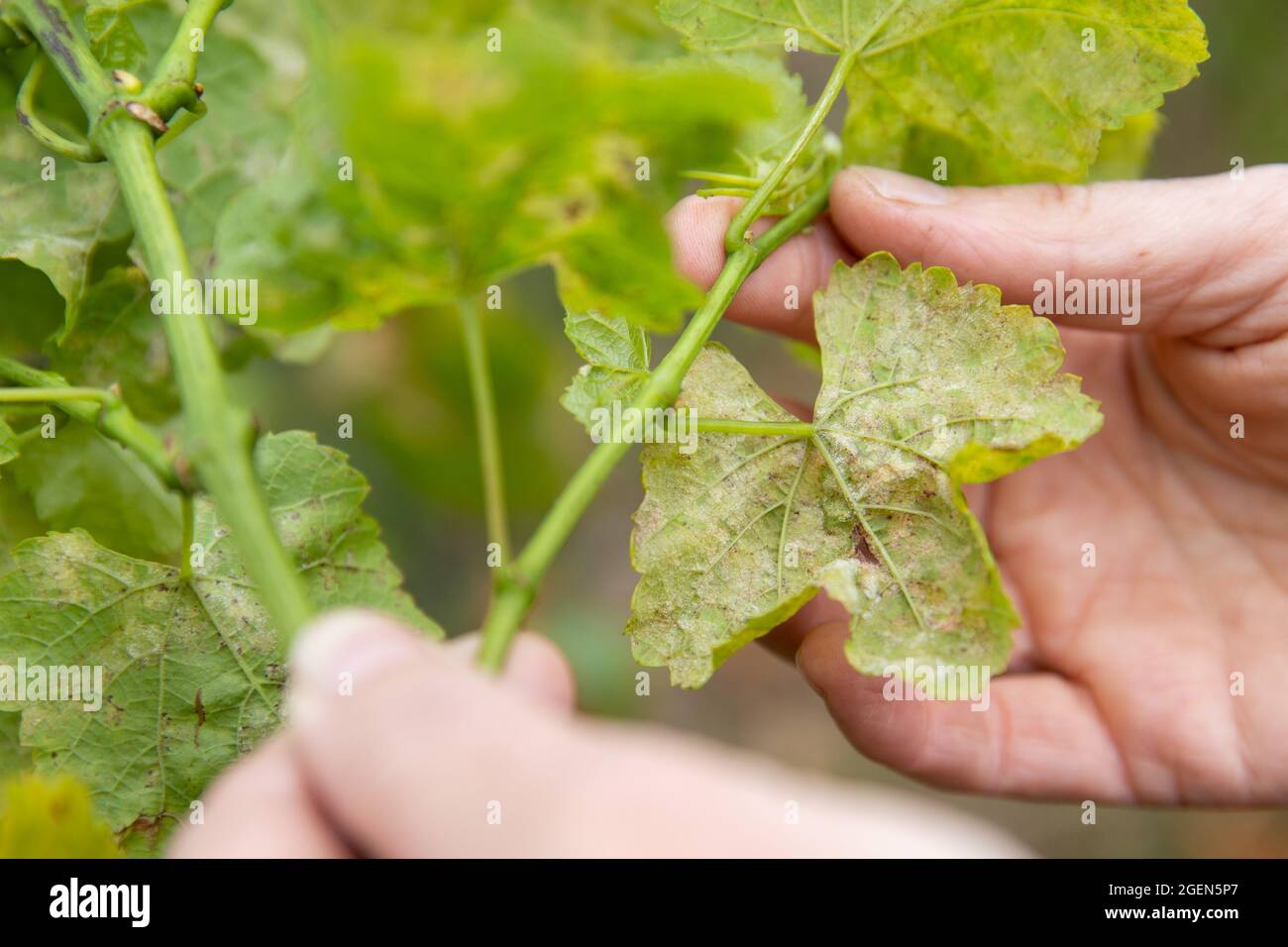 Randersacker, Germany. 19th Aug, 2021. Beate Leopold, managing director of Weinbauring Franken, shows the infestation of fungal spores of the so-called downy mildew (peronospora) on leaves of a vine. The fungal disease is threatening the grapes in some vineyards in Franconia. After the many rains in spring and summer, the fungus is a widespread problem throughout Germany, but also in other European countries. Credit: Daniel Karmann/dpa/Alamy Live News Stock Photo