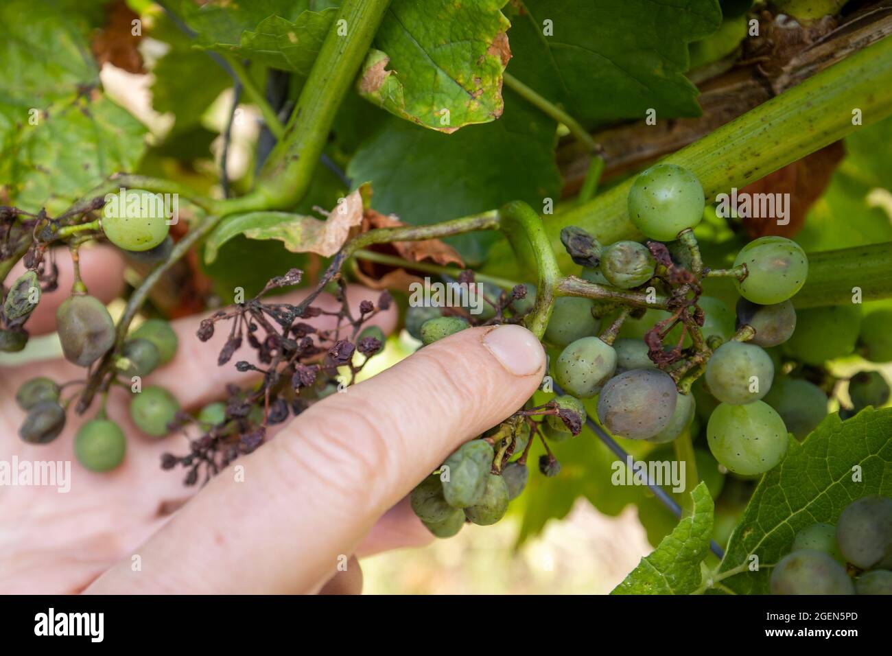Randersacker, Germany. 19th Aug, 2021. Beate Leopold, managing director of Weinbauring Franken, shows the infestation of fungal spores of the so-called downy mildew (peronospora) on grapes of a vine. The fungal disease is threatening the grapes in some vineyards in Franconia. After the many rains in spring and summer, the fungus is a widespread problem throughout Germany, but also in other European countries. Credit: Daniel Karmann/dpa/Alamy Live News Stock Photo
