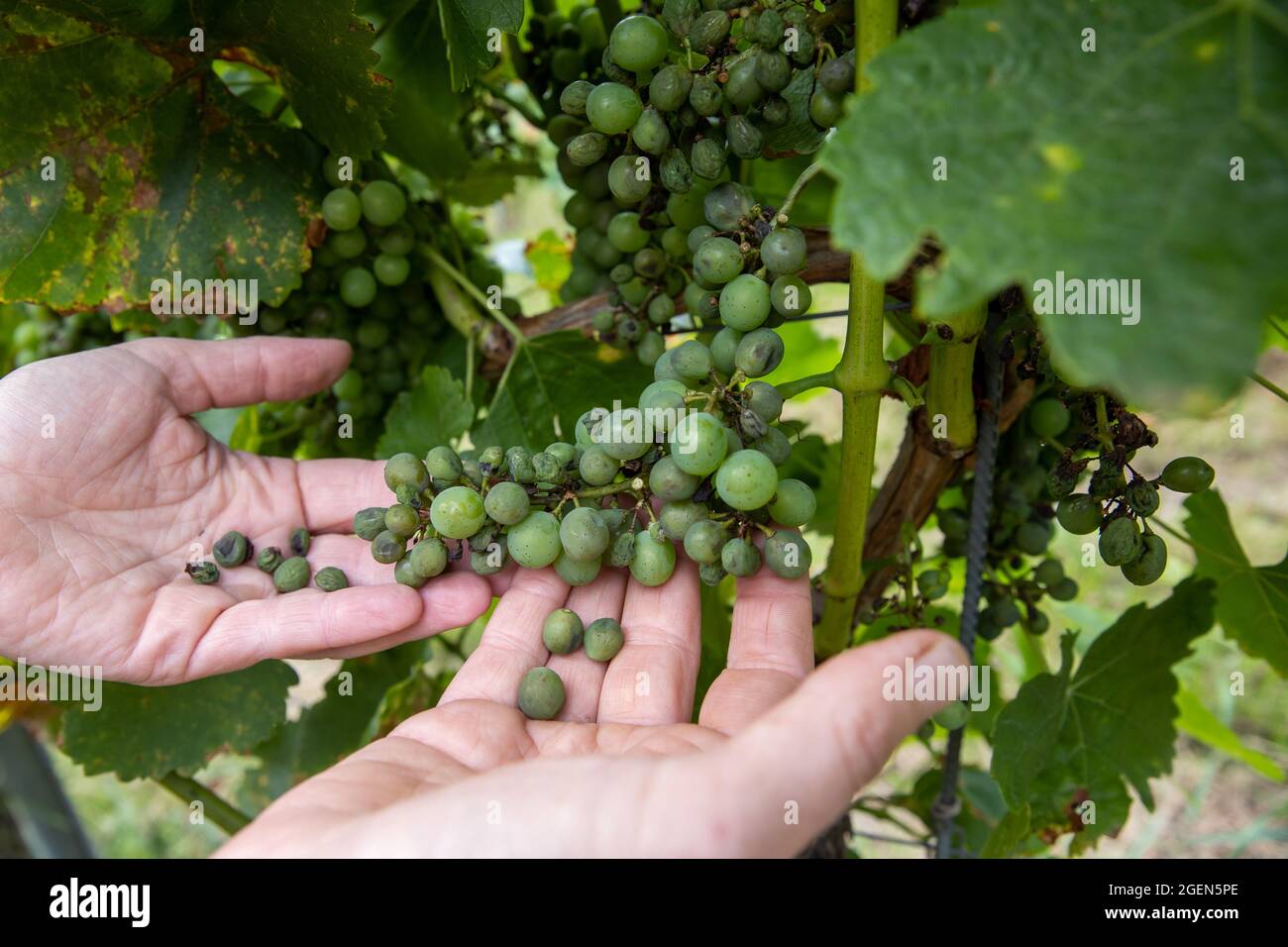 Randersacker, Germany. 19th Aug, 2021. Beate Leopold, managing director of Weinbauring Franken, holds a grape damaged by the so-called downy mildew (peronospora) in her hands. The fungal disease is threatening the grapes in some vineyards in Franconia. After the many rains in spring and summer, the fungus is a widespread problem throughout Germany, but also in other European countries. Credit: Daniel Karmann/dpa/Alamy Live News Stock Photo