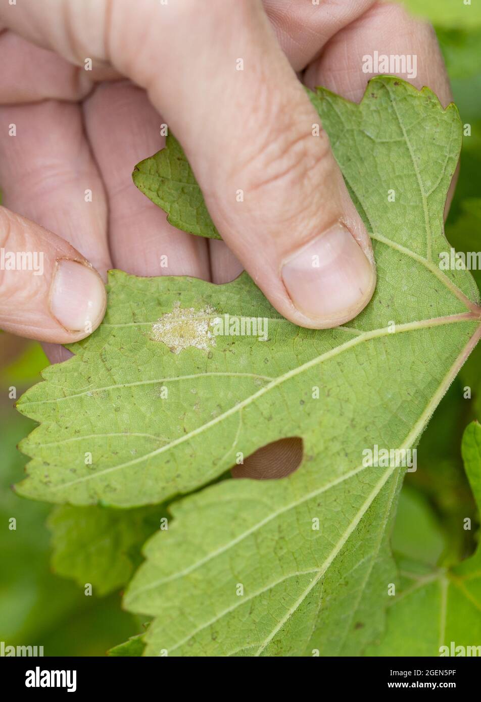 Randersacker, Germany. 19th Aug, 2021. Beate Leopold, managing director of Weinbauring Franken, shows the infestation of fungal spores of the so-called downy mildew (peronospora) on the leaf of a vine. The fungal disease is threatening the grapes in some vineyards in Franconia. After the many rains in spring and summer, the fungus is a widespread problem throughout Germany, but also in other European countries. Credit: Daniel Karmann/dpa/Alamy Live News Stock Photo