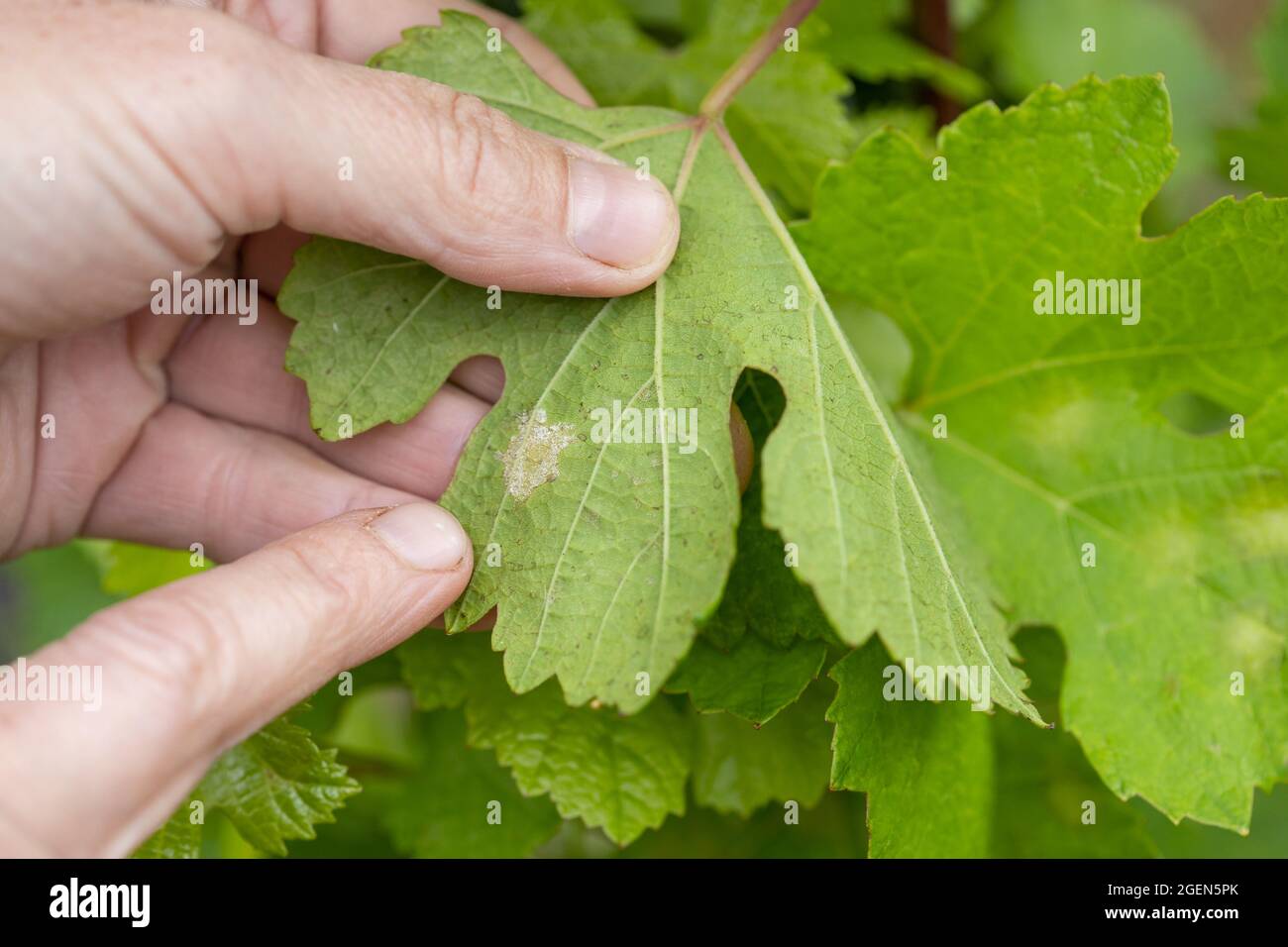 Randersacker, Germany. 19th Aug, 2021. Beate Leopold, managing director of Weinbauring Franken, shows the infestation of fungal spores of the so-called downy mildew (peronospora) on the leaf of a vine. The fungal disease is threatening the grapes in some vineyards in Franconia. After the many rains in spring and summer, the fungus is a widespread problem throughout Germany, but also in other European countries. Credit: Daniel Karmann/dpa/Alamy Live News Stock Photo