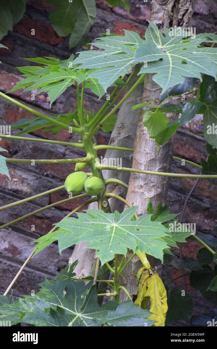 14+ Papaya Small Plant
