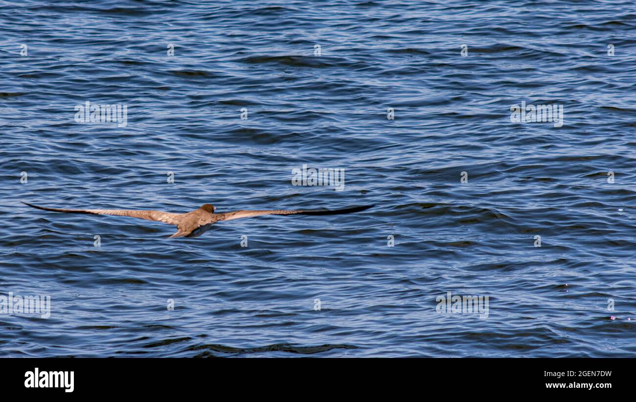 Seabird flying in the sea from Guanabara Bay, Rio de Janeiro, Brazil Stock Photo