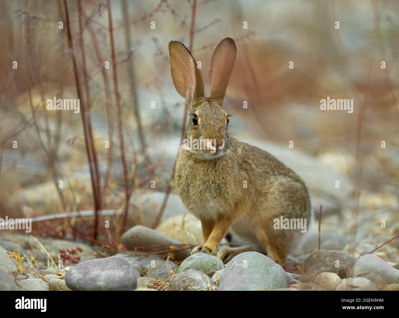 Desert Cottontail Rabbit (Sylvilagus audubonii), Sacramento County California USA Stock Photo