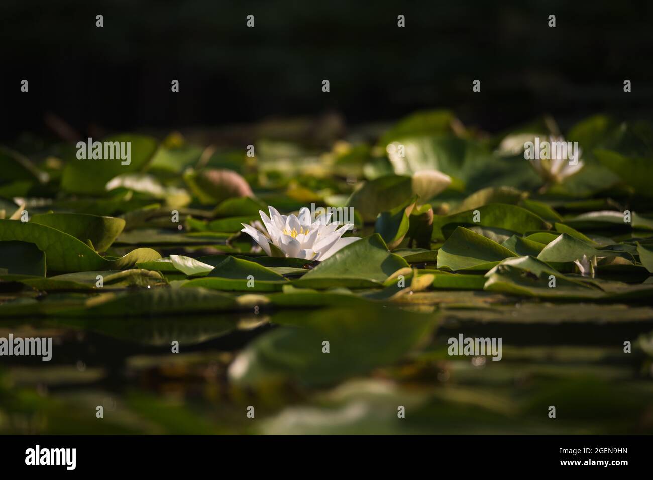 Beautiful wild flowers of white water lily with green leaves on pond in summer day Stock Photo