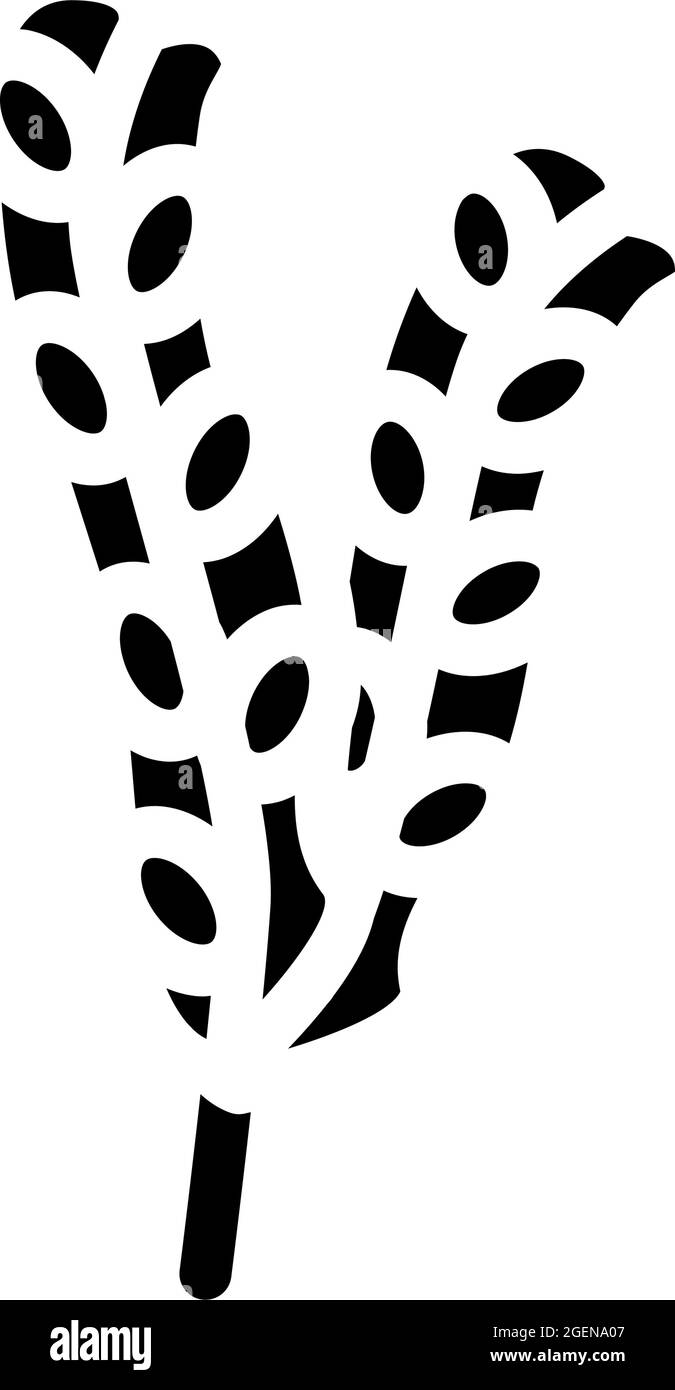 fucus vesiculosus seaweed glyph icon vector illustration Stock Vector