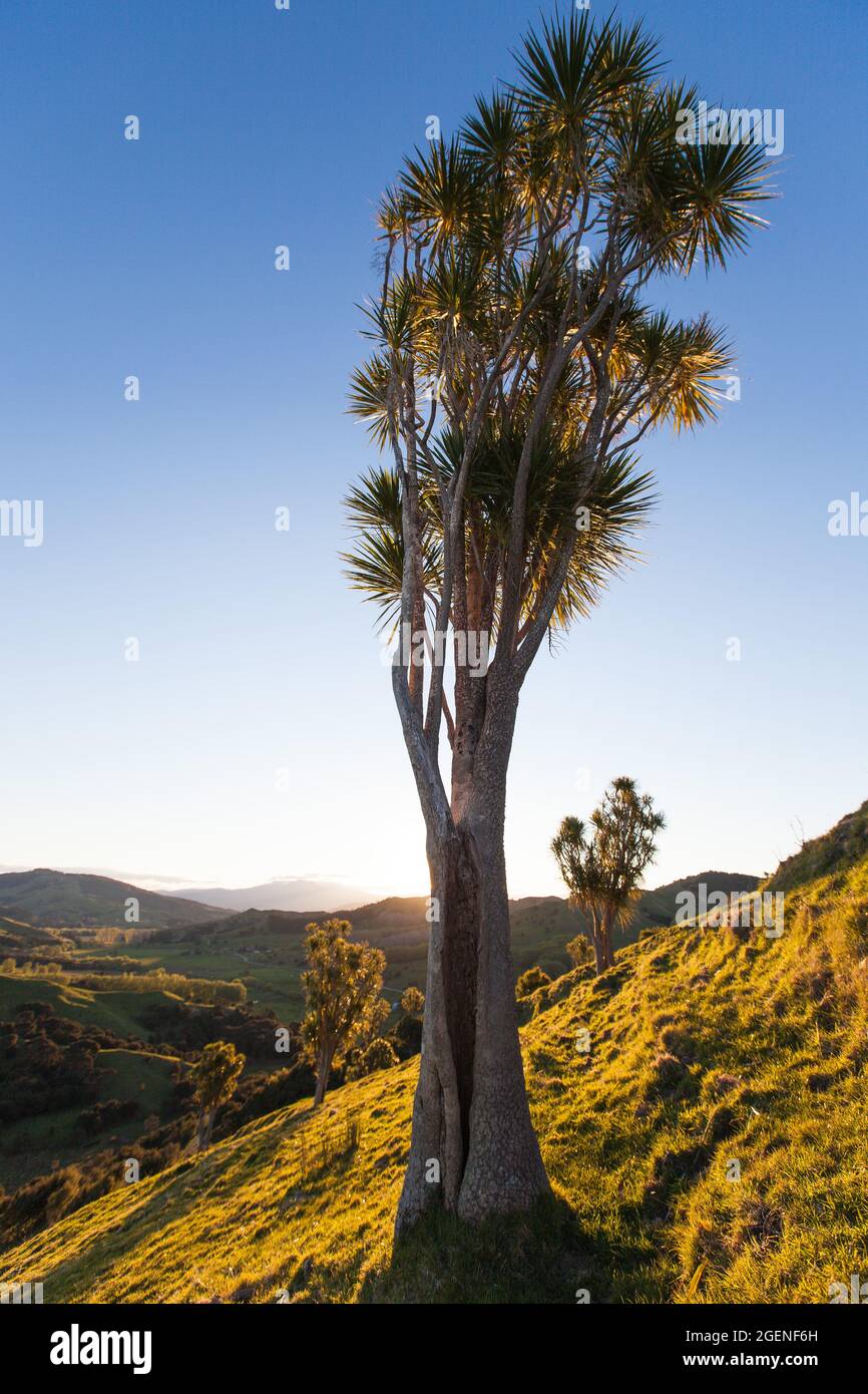 Cabbage trees on hillside in sunlight, East Cape Stock Photo