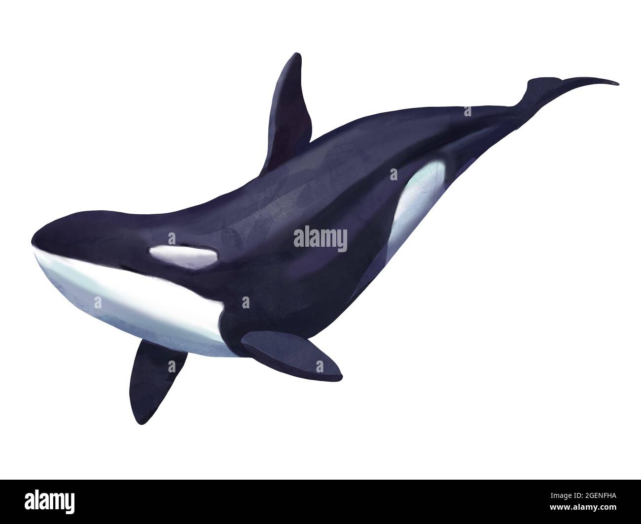 watercolor illustration of a killer whale, orca isolated on white ...