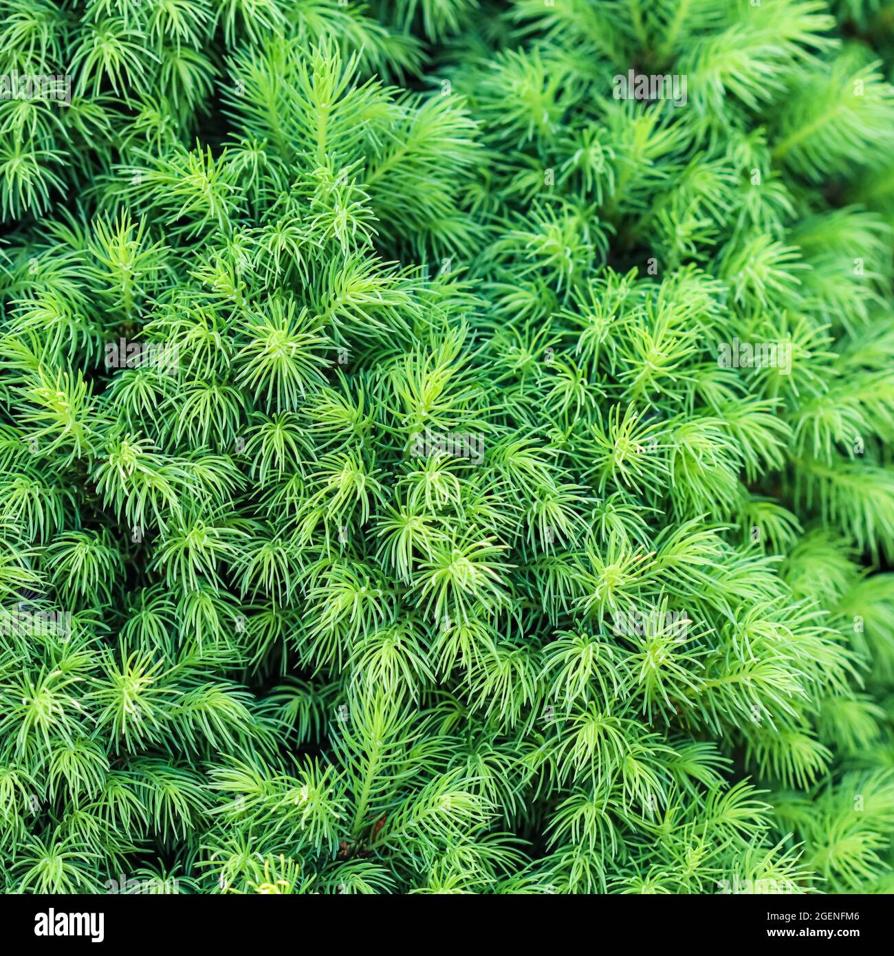 Texture, background, pattern of green sprouts of decorative coniferous evergreen Canadian Picea glauca Conica spruce Stock Photo