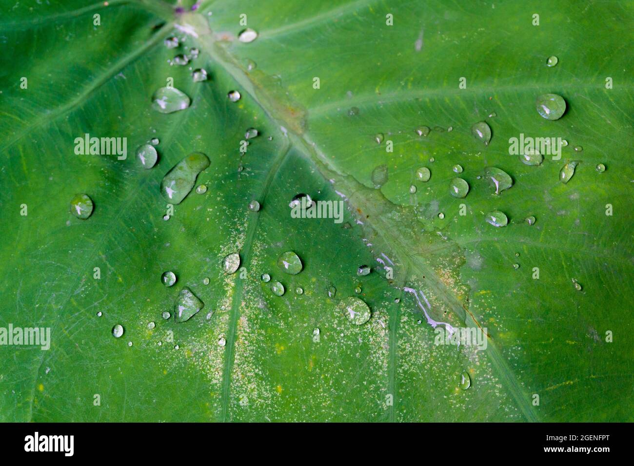 A close up shot of water droplets on Colocasia leaves. Due to its water resistence properties water does not wet the leaves and stay on the surface on Stock Photo