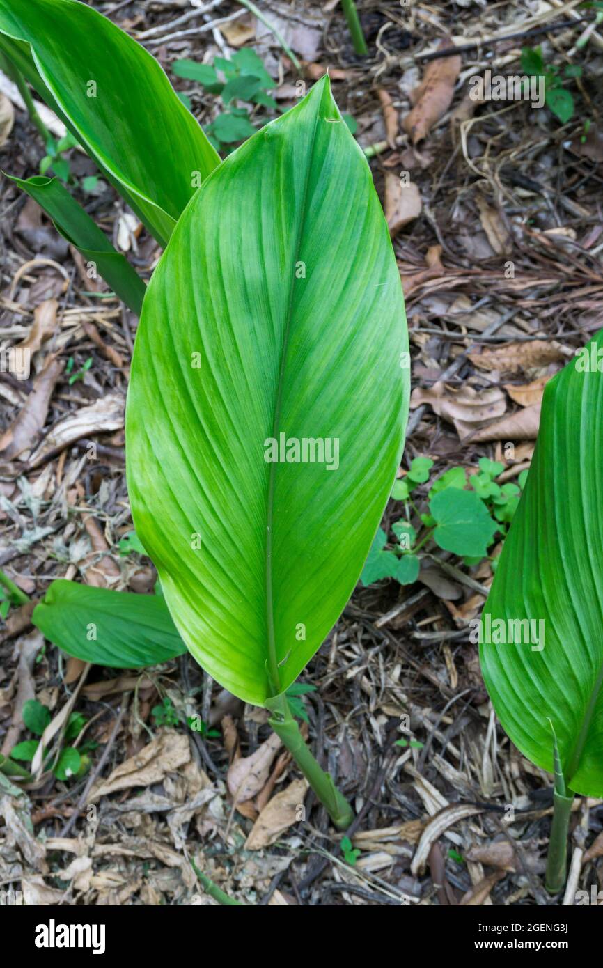 A close up shot of turmeric leaves growing in home garden organically. Turmeric is a flowering plant, Curcuma longa of the ginger family, Zingiberacea Stock Photo