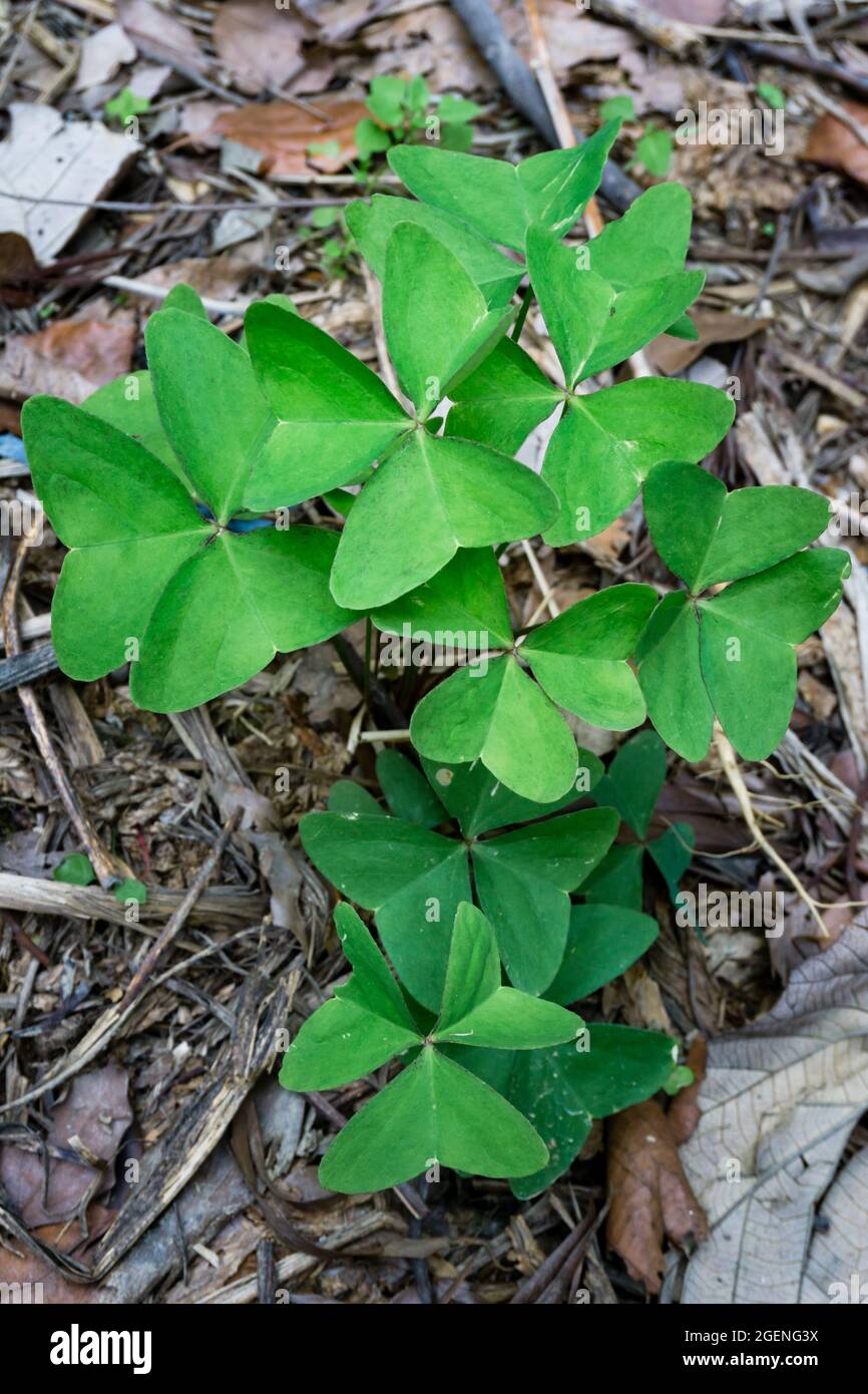 A closeup shot of Oxalis latifolia plant, a species of flowering plant in the woodsorrel family known by the common names garden pink-sorrel and broad Stock Photo