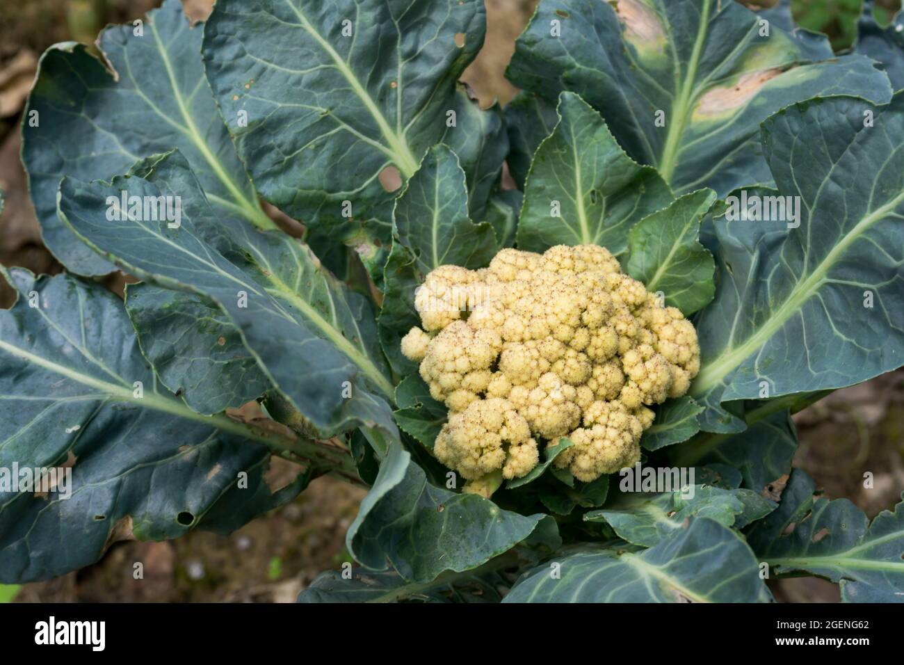 A closeup shot of cauliflower plant growing in a farm organically. Cauliflower is one of several vegetables in the species Brassica oleracea in the ge Stock Photo