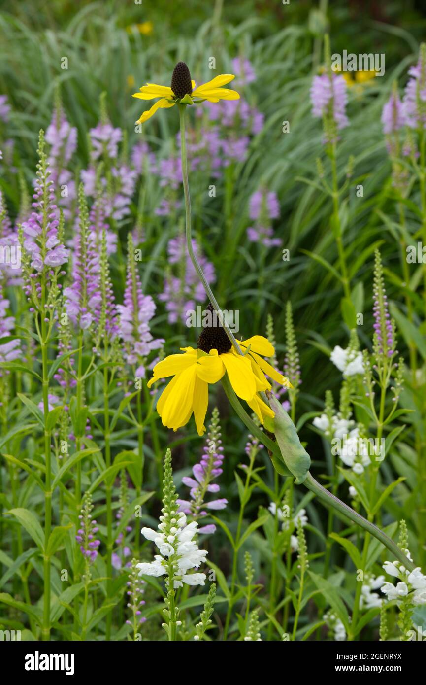 obedient plant mauve and white Physostegia flowers with rudbeckia maxima coneflower UK summer garden July Stock Photo