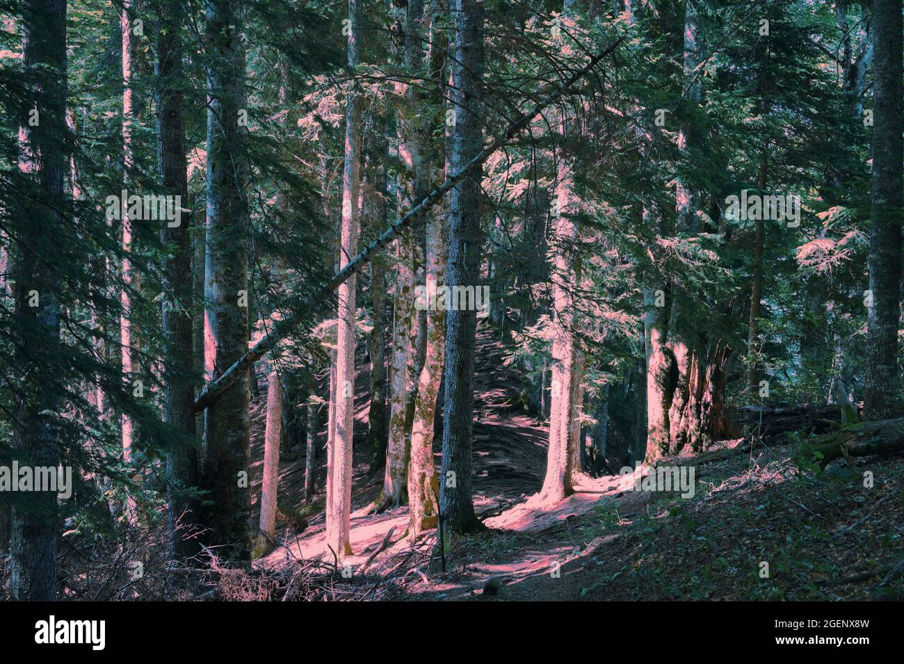 Sunlit spruce deep coniferous forest Stock Photo