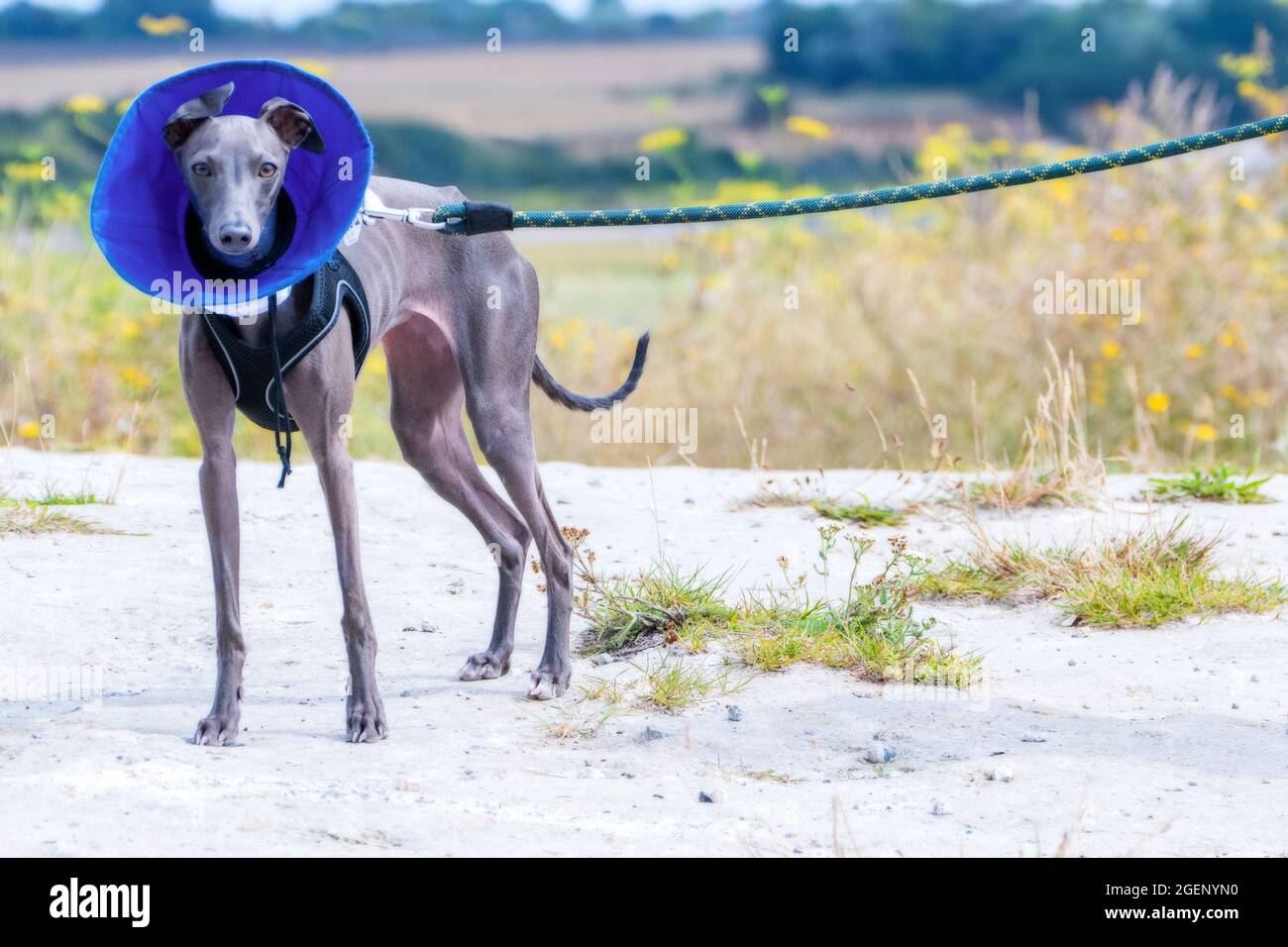 IItalian Greyhound puppy with a vets cone collar on recovering from an operation to her kneck. Stock Photo