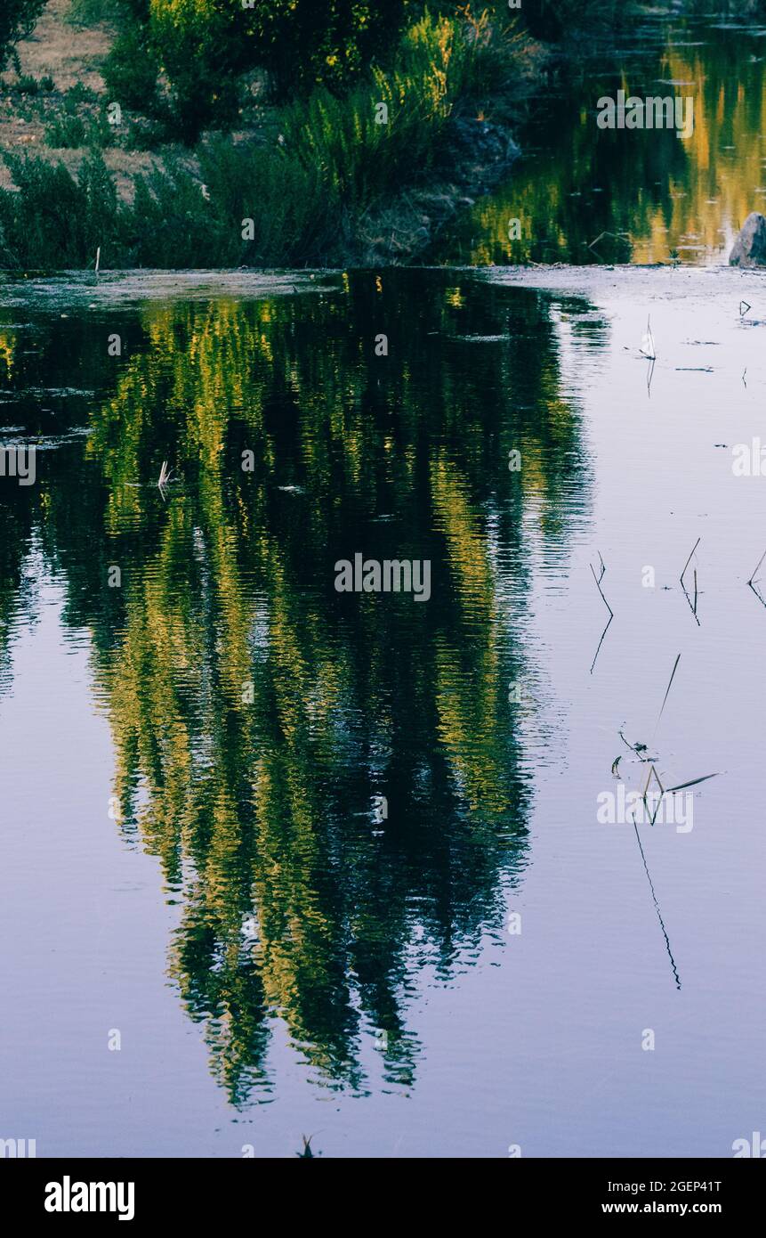 Vertical shot of trees reflected in the lake at daylight Stock Photo ...