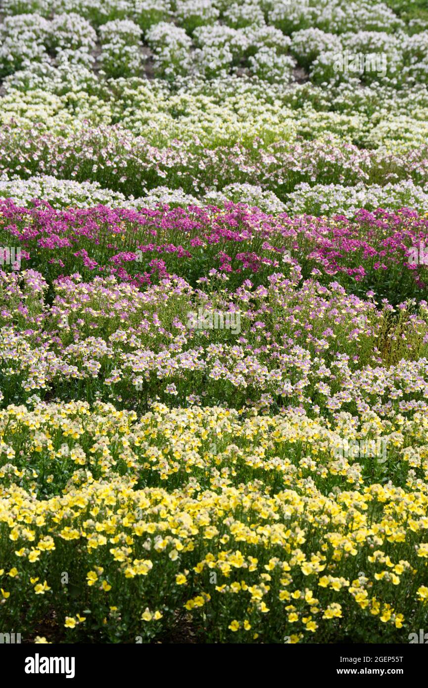 Rows of pastel coloured nemesia in a summer garden UK July Stock Photo