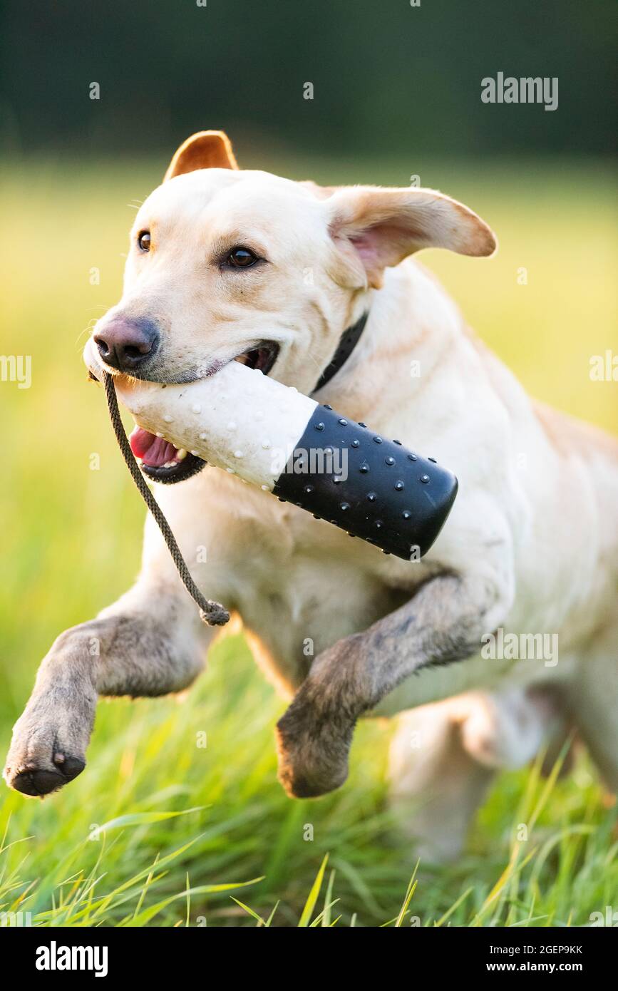 Training Labrador Retrievers Stock Photo Alamy