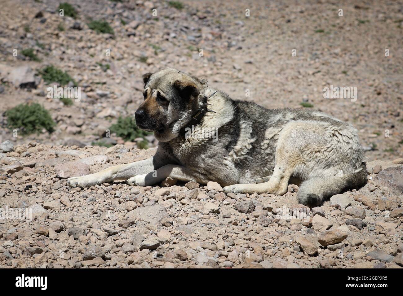 Kangal Shepherd Dog on duty in nature Stock Photo