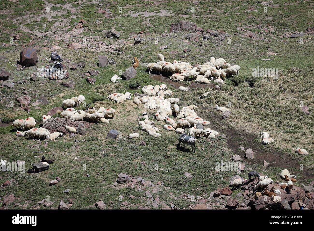 Aerial view of flock of sheep grazing Stock Photo - Alamy