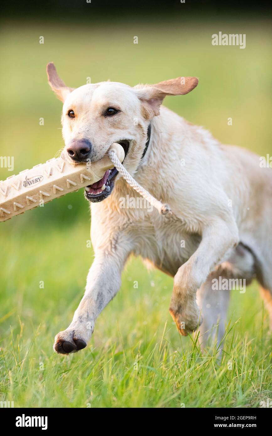 Training Labrador Retrievers Stock Photo Alamy