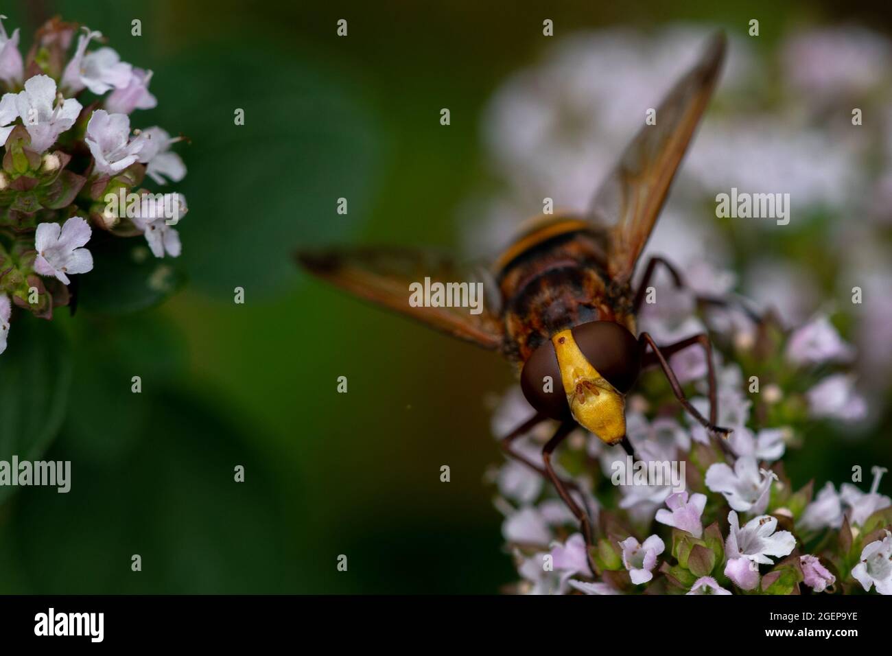 Hornet Mimic Hoverfly (Volucella zonaria) Stock Photo