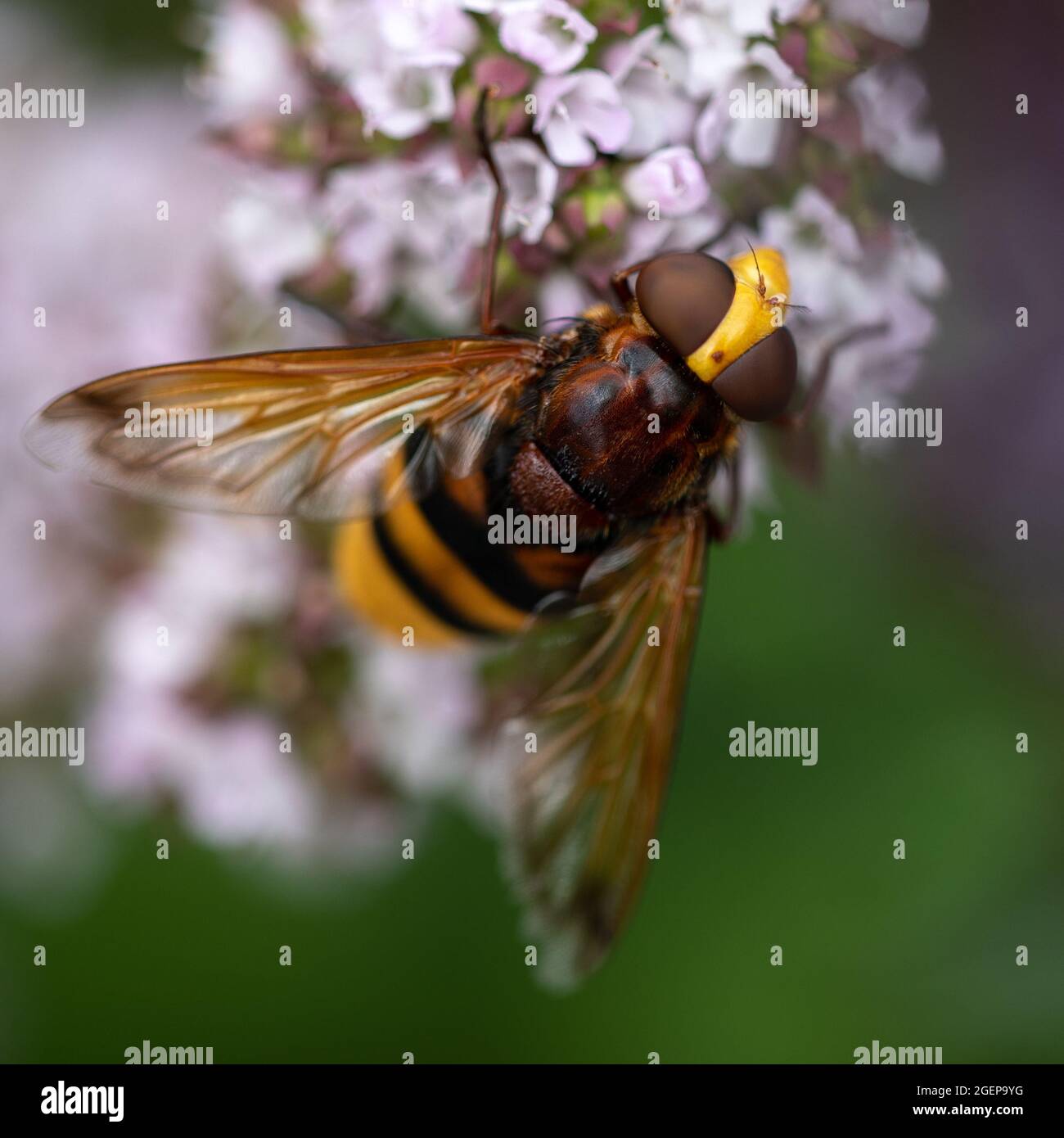 Hornet Mimic Hoverfly (Volucella zonaria) flat on from above Stock Photo
