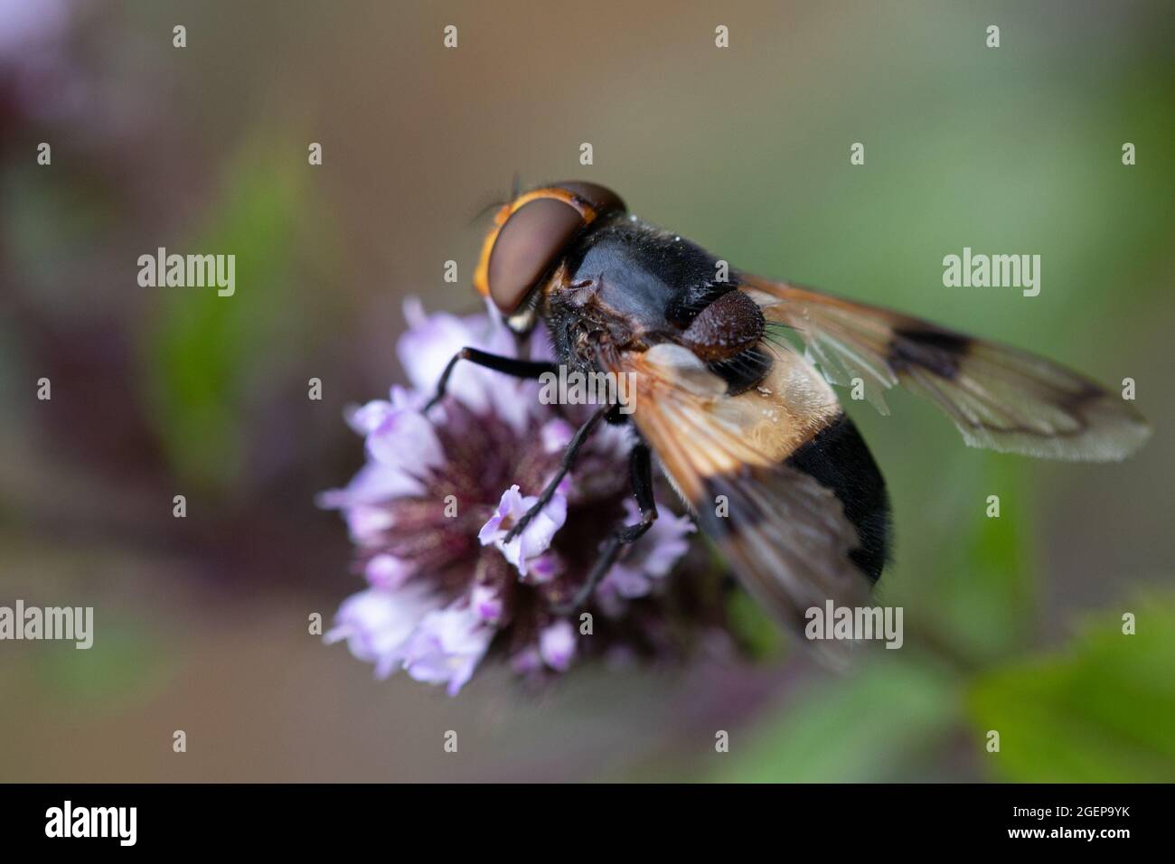 Pellucid Fly (Volucella pellucens) on mint Stock Photo