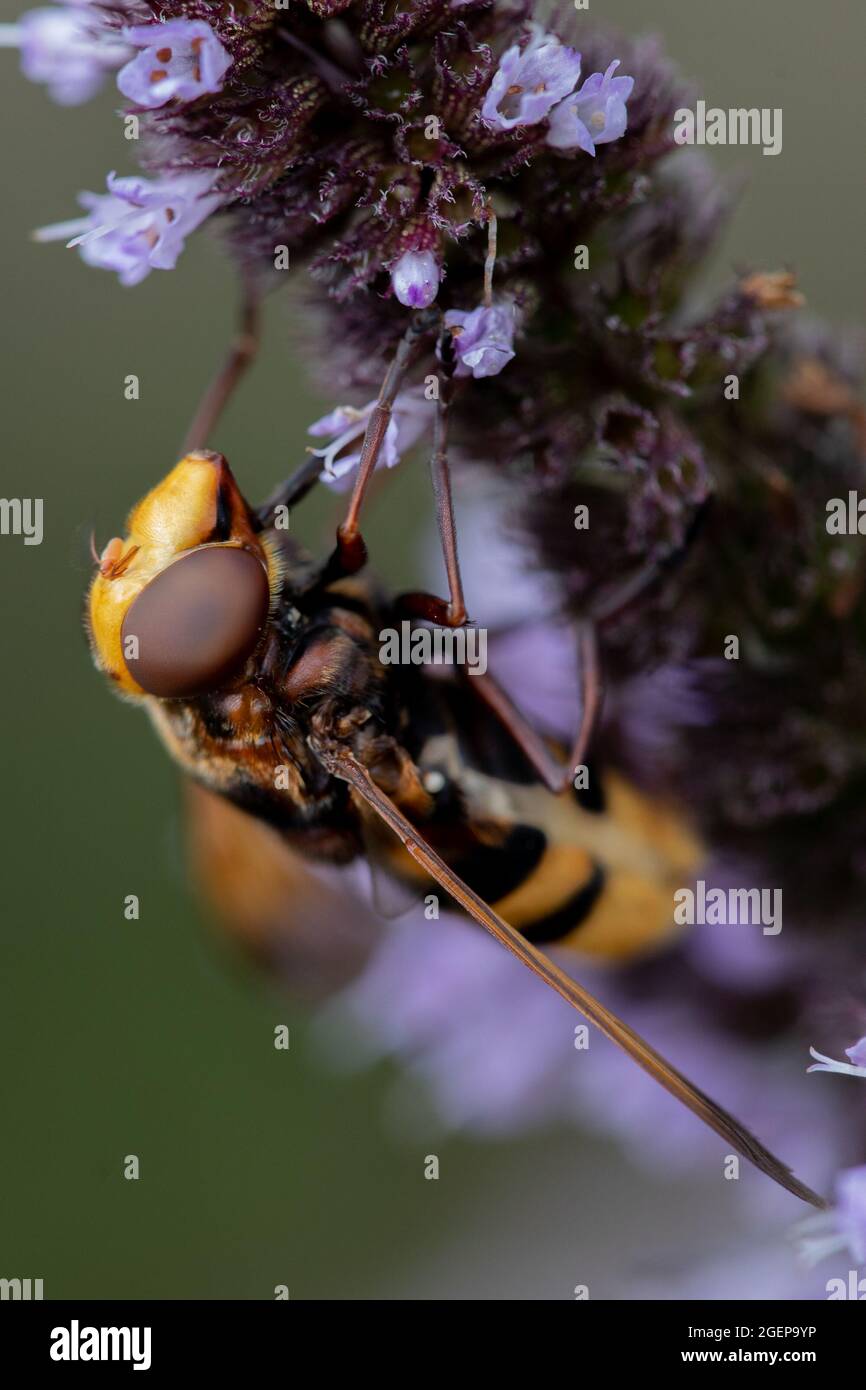 Hornet Mimic Hoverfly (Volucella zonaria) close-up to side Stock Photo
