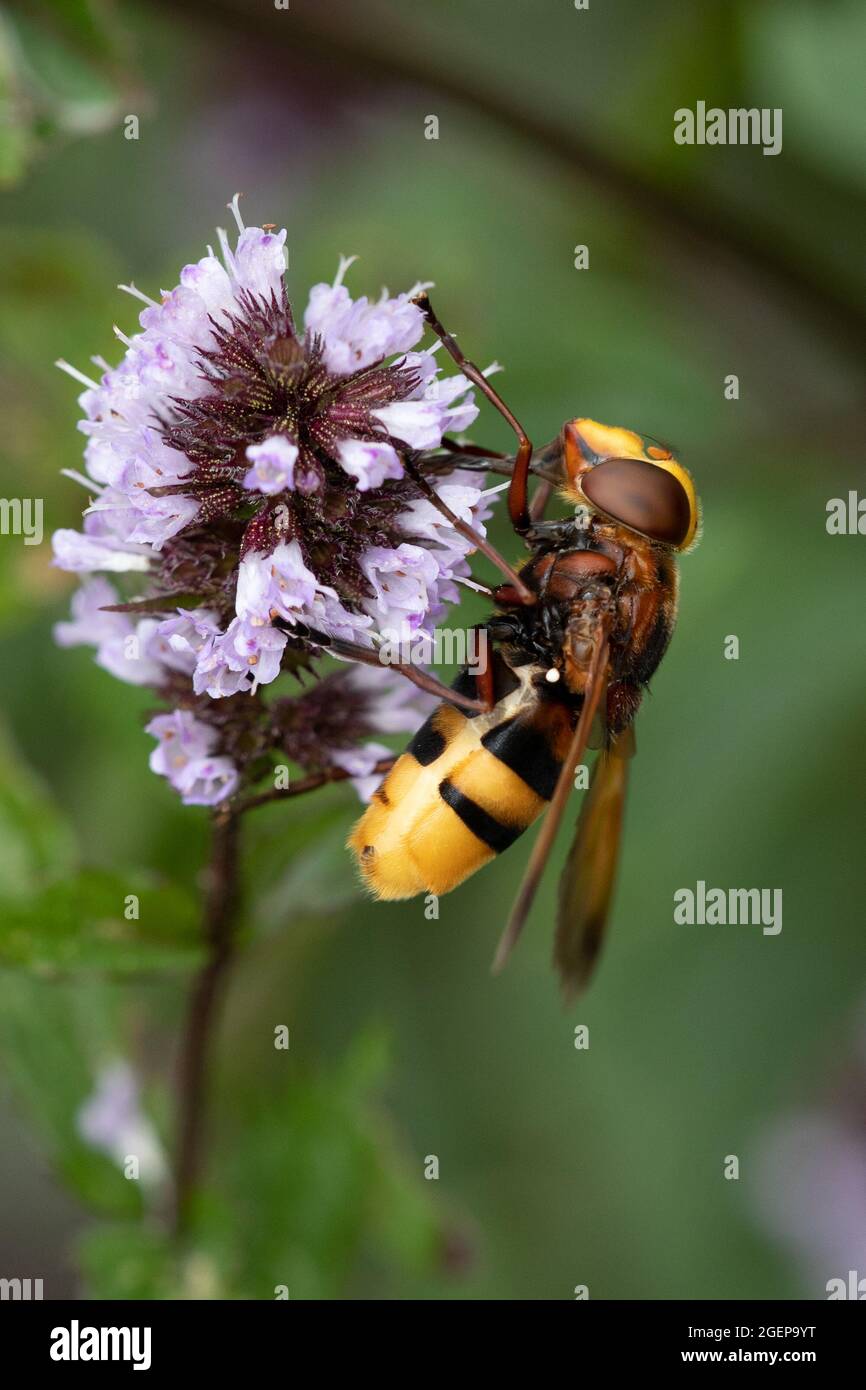 Hornet Mimic Hoverfly (Volucella zonaria) side view Stock Photo