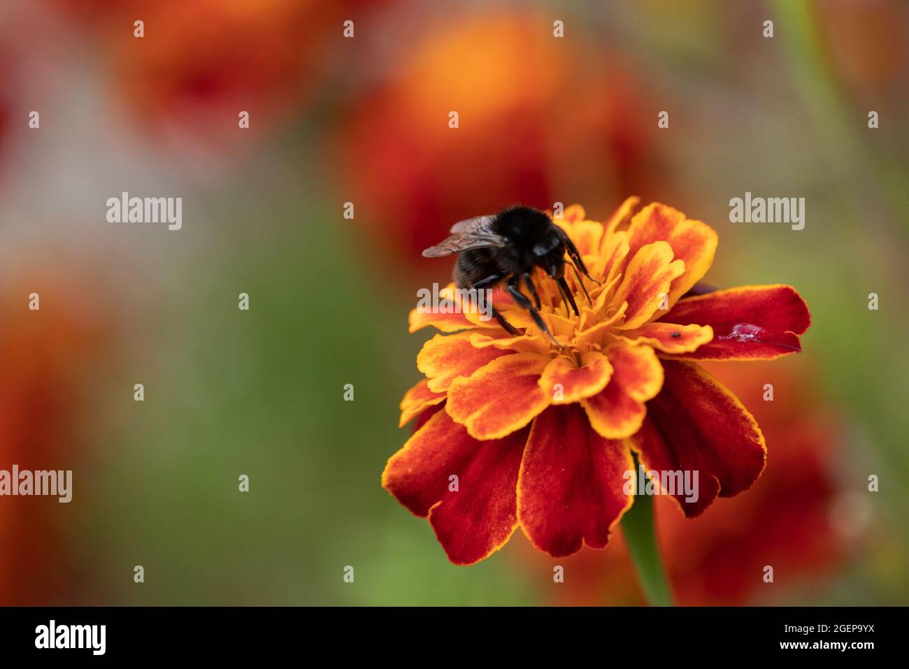 Black male or melanic Ruderal bumblebee (Bombus ruderatus) on Marigold Stock Photo
