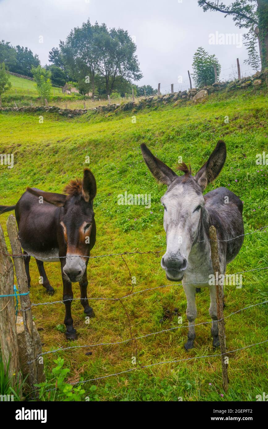 Two donkeys in a meadow. Stock Photo