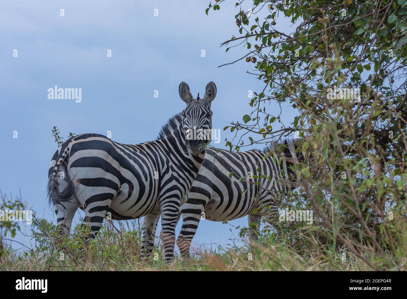 Life in wild hi-res stock photography and images - Alamy