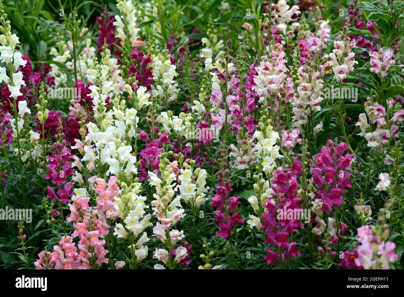 A mixed colourful bed of Antrrhinom majus flowers Snapdragons in a country garden Stock Photo