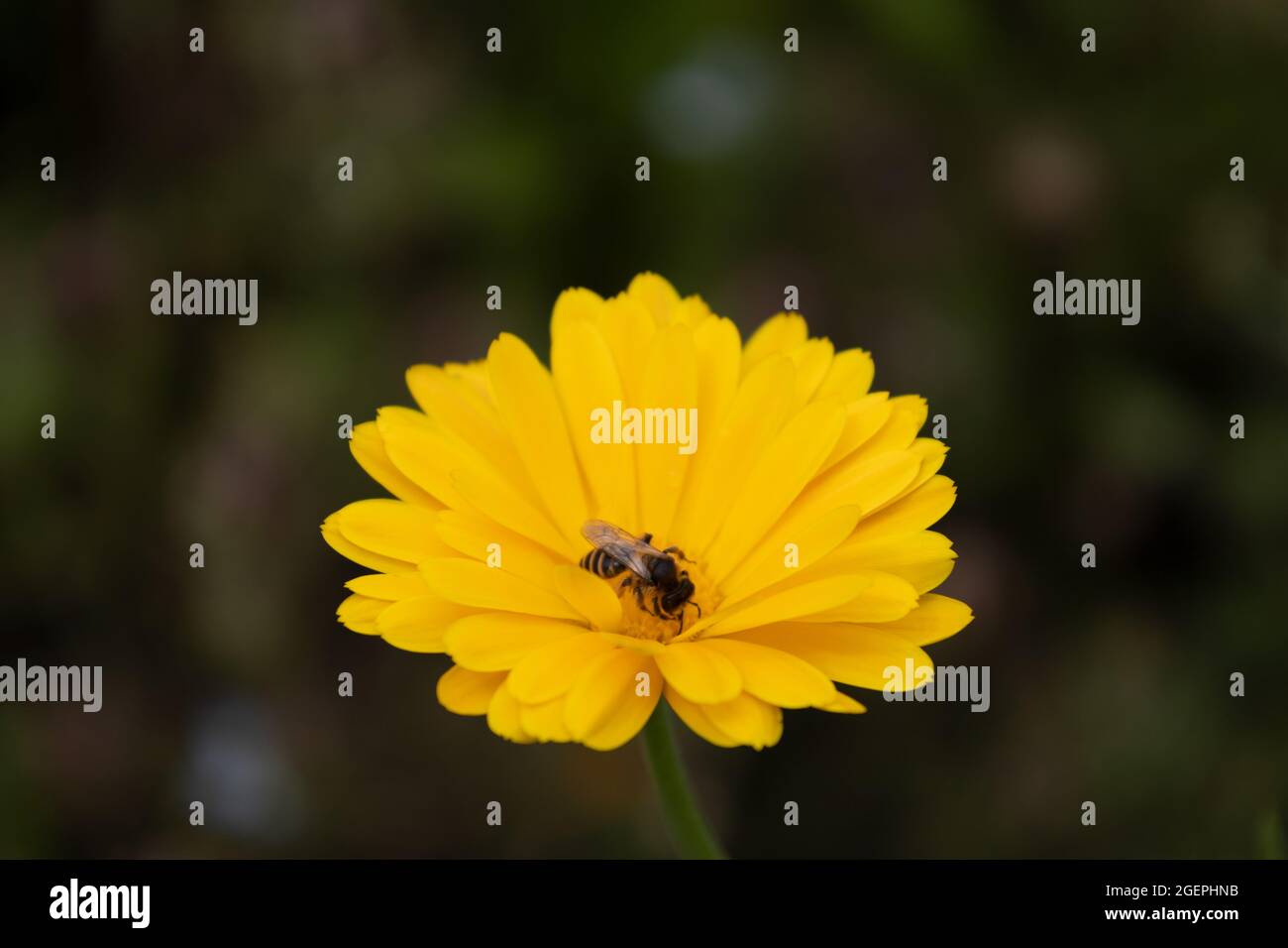 Hoverfly on a common marigold (Calendula officinalis) flower Stock Photo