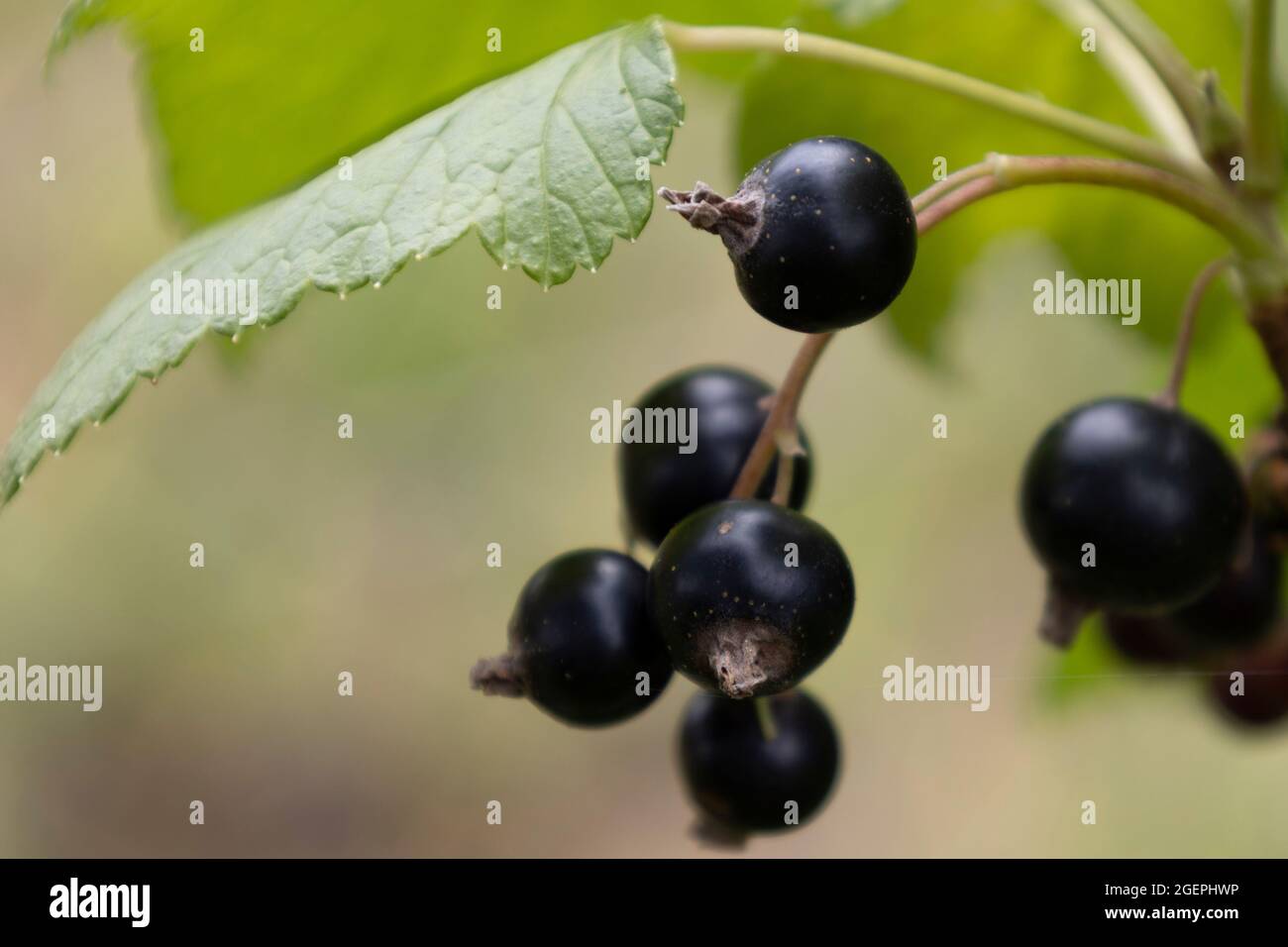 Black currants on the bush Stock Photo