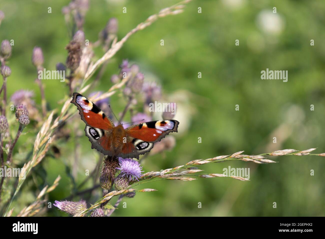 Peacock butterfly (Aglais io) on field thistle (Cirsium arvense) Stock Photo