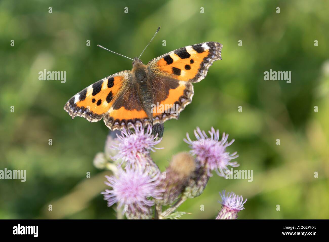 Small turtoiseshell (Aglais urticae, Nymphalis urticae) on field thistle (Cirsium arvense) Stock Photo