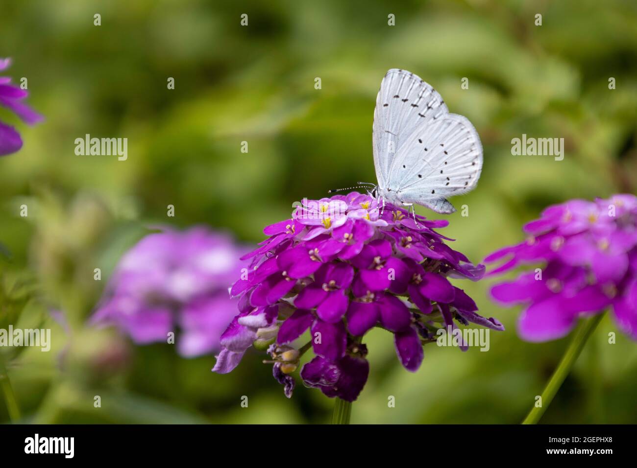 Holly blue (Celastrina argiolus) on garden phlox (Phlox paniculata) Stock Photo