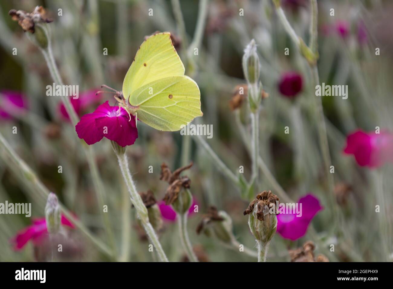 Common brimstone (Gonepterys rhami) on rose campion (Silene coronaria, Lynchis coronaria) Stock Photo