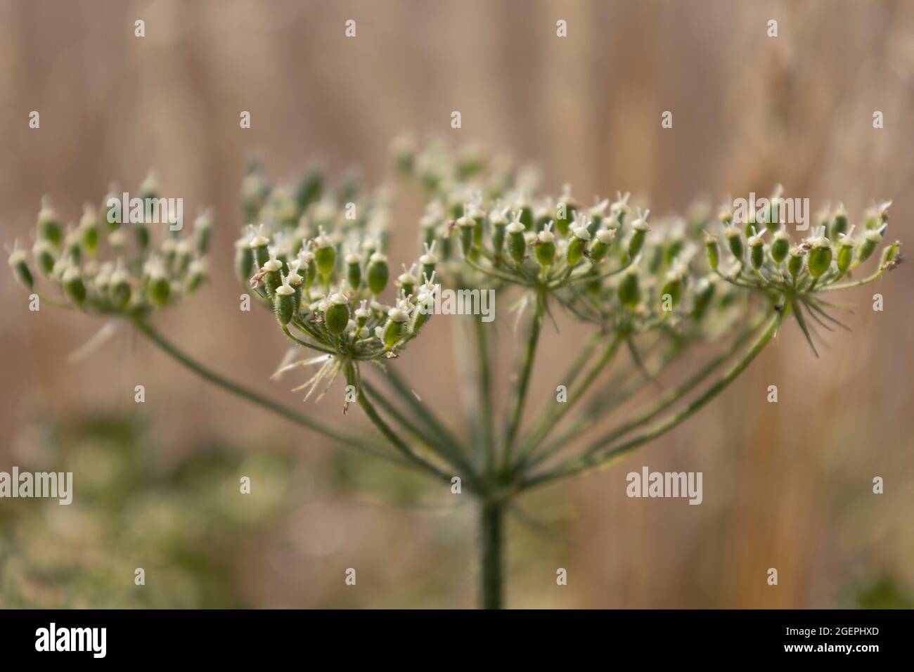 Common hogweed - seeds and flowers Stock Photo