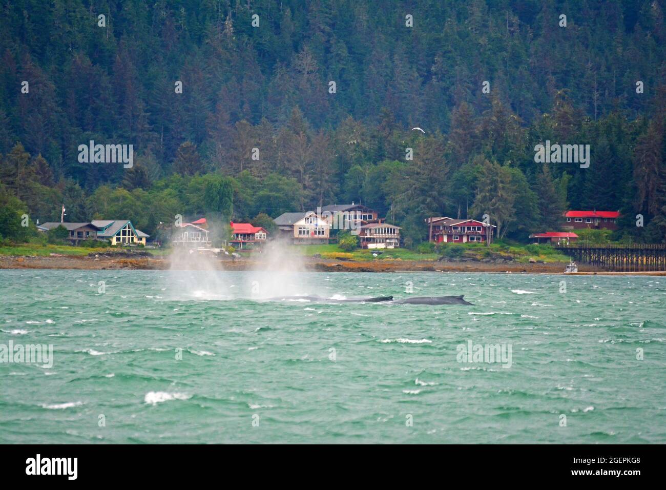 Whales near Juneau, Alaska Stock Photo