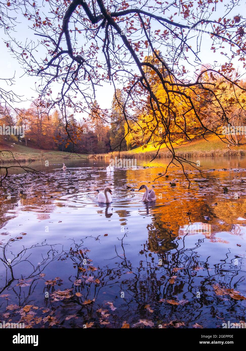 Sunlight trees reflecting on hi-res stock photography and images - Alamy