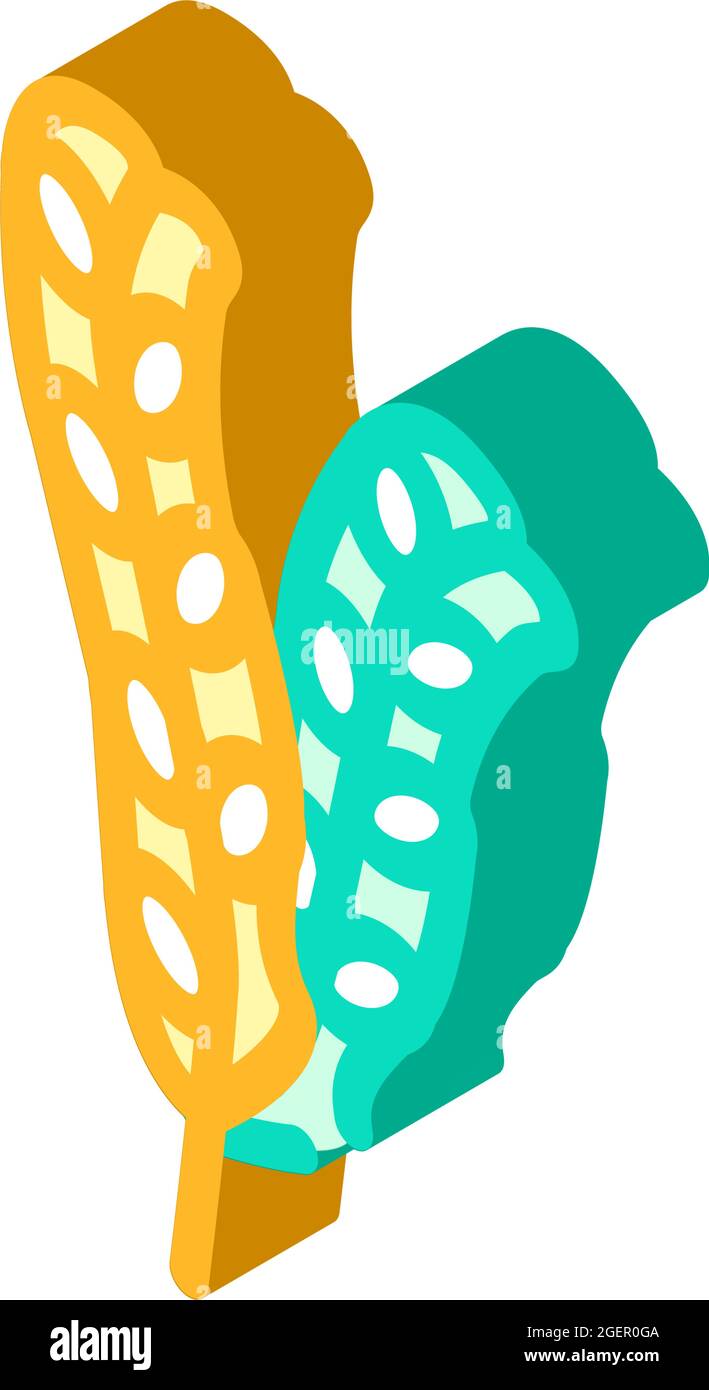 fucus vesiculosus seaweed isometric icon vector illustration Stock Vector