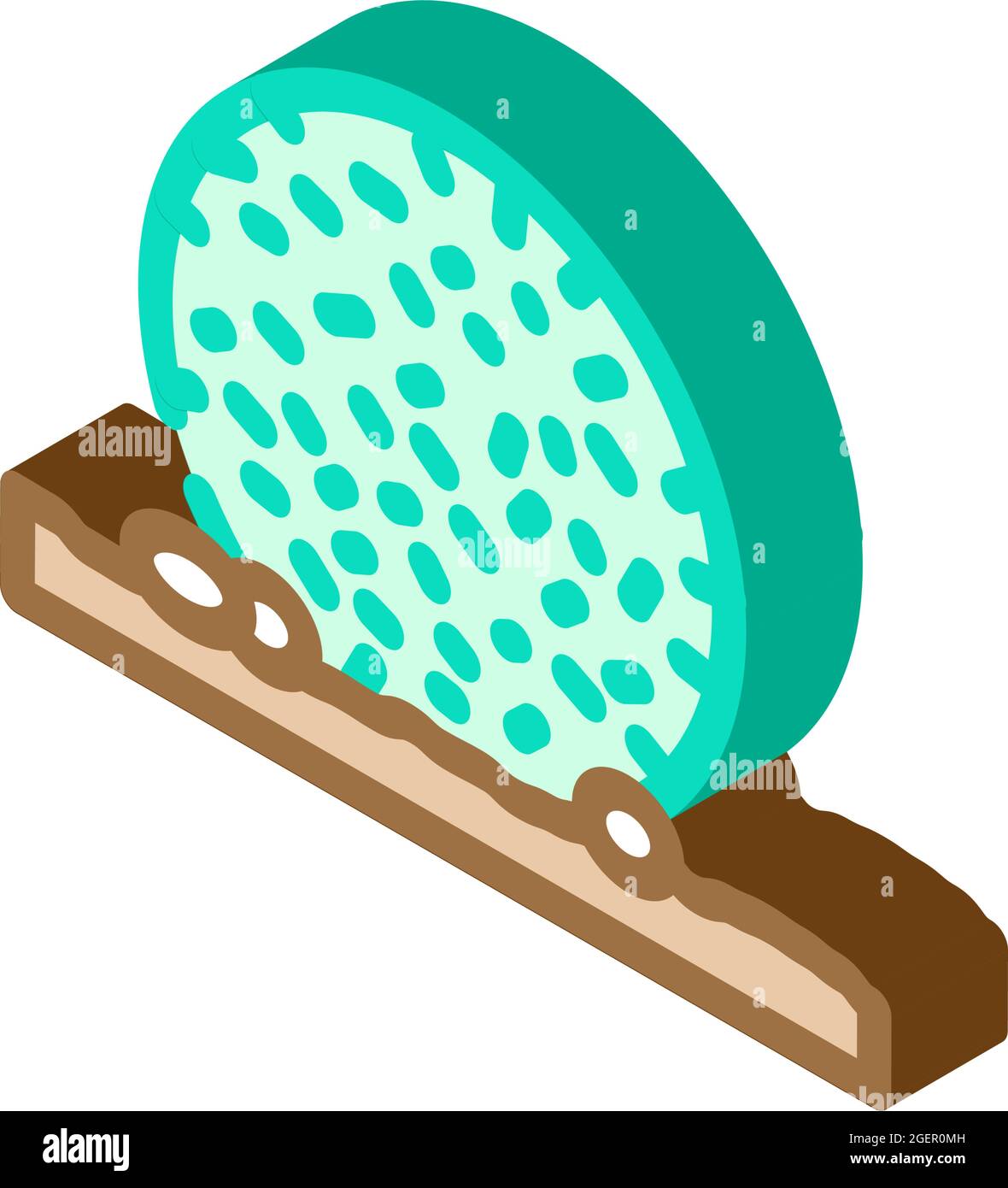 egagropylus linnaeus seaweed isometric icon vector illustration Stock Vector