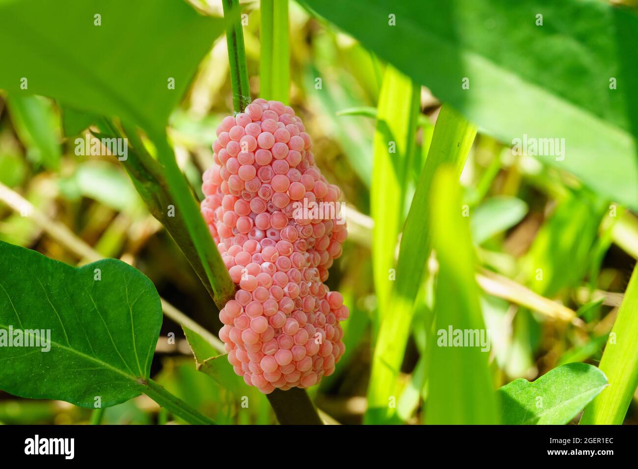 Golden applesnail spawn on the leaves on the edge of the swamp. Stock Photo