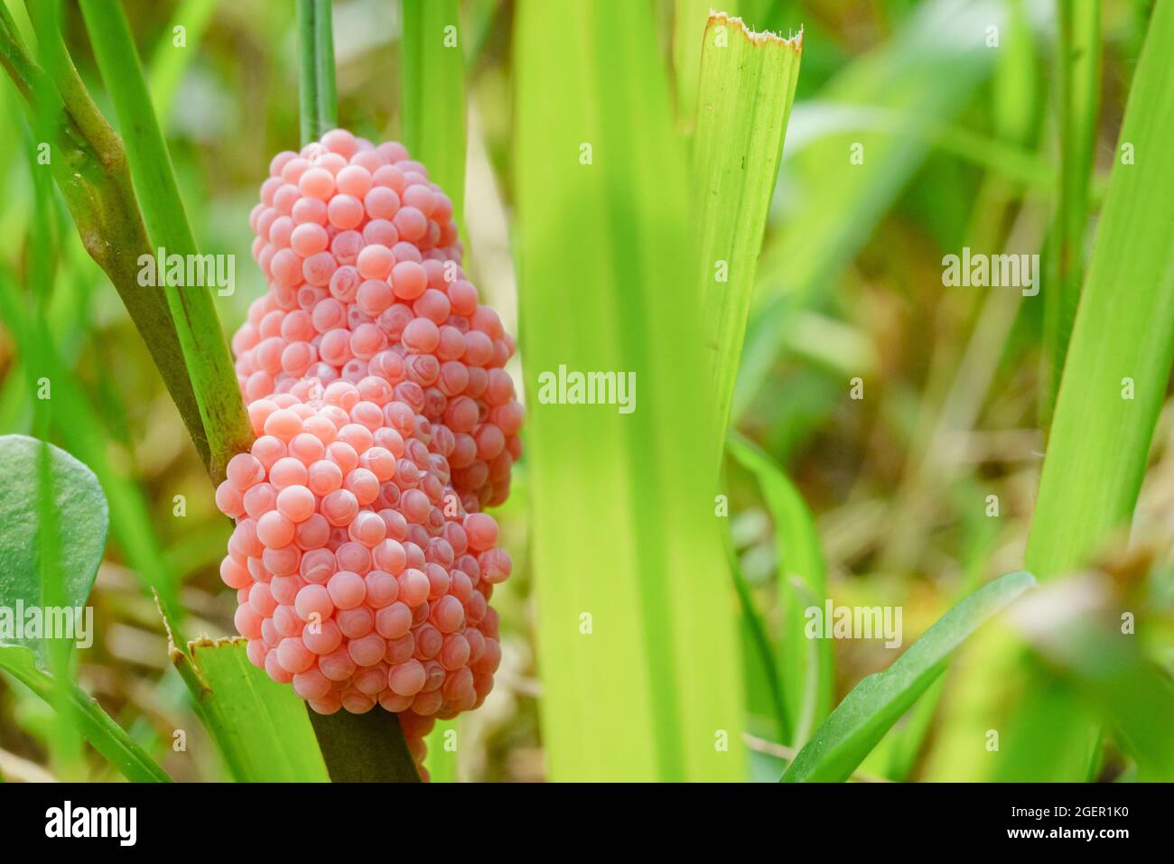 Golden applesnail spawn on the leaves on the edge of the swamp. Stock Photo