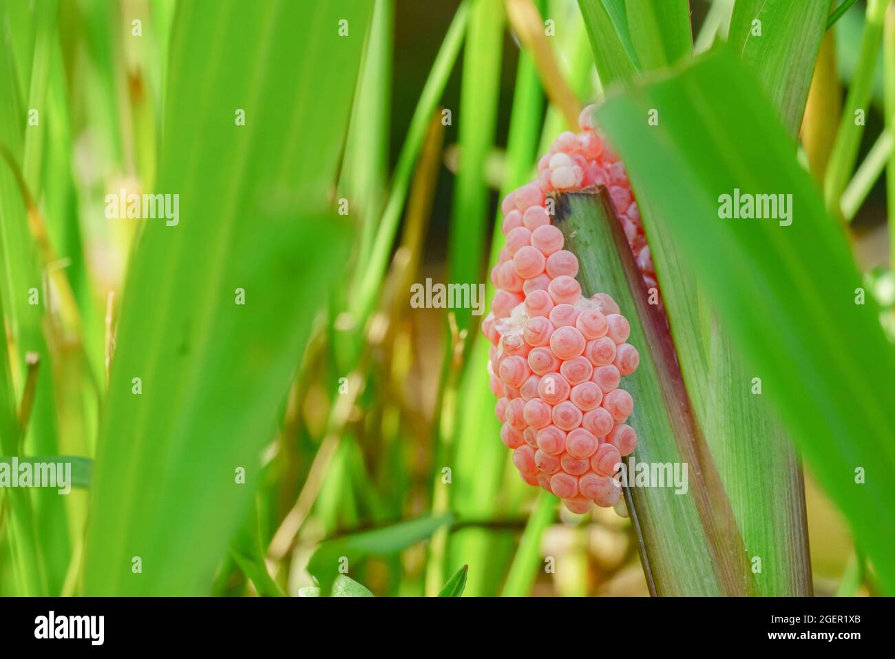 Golden applesnail spawn on the leaves on the edge of the swamp. Stock Photo