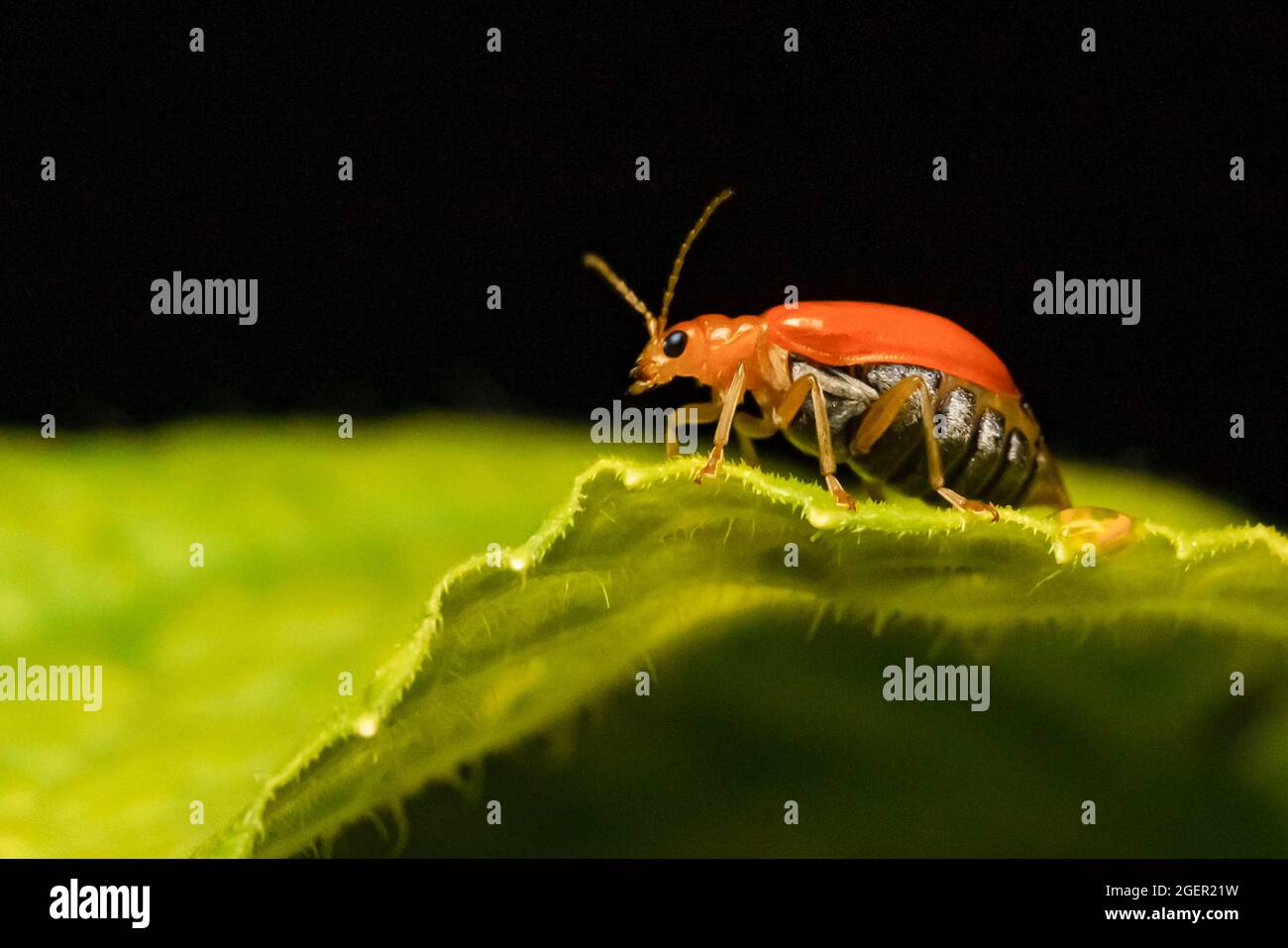 Pumpkin beentle Cucurbit Leaf Beetle or Yellow Squash Beetle it is